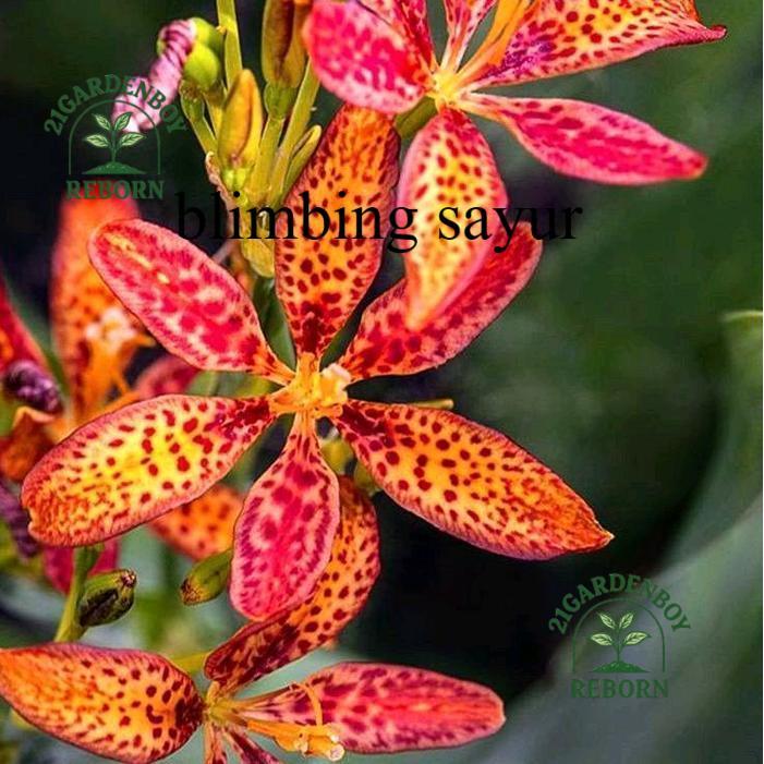 (PROMO AMBYAR) Tanaman Hias Anggrek Dendrobium Siap Berbunga - Pot Plastik/Polibag dengan Tanah