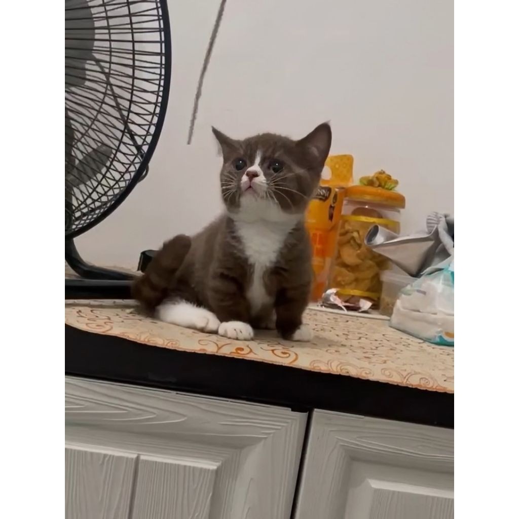 GRATIS ONGKIR Kucing Kitten BSH Cinnamon Munchkin British Short Hair Kaki Pendek Chocolate Choco