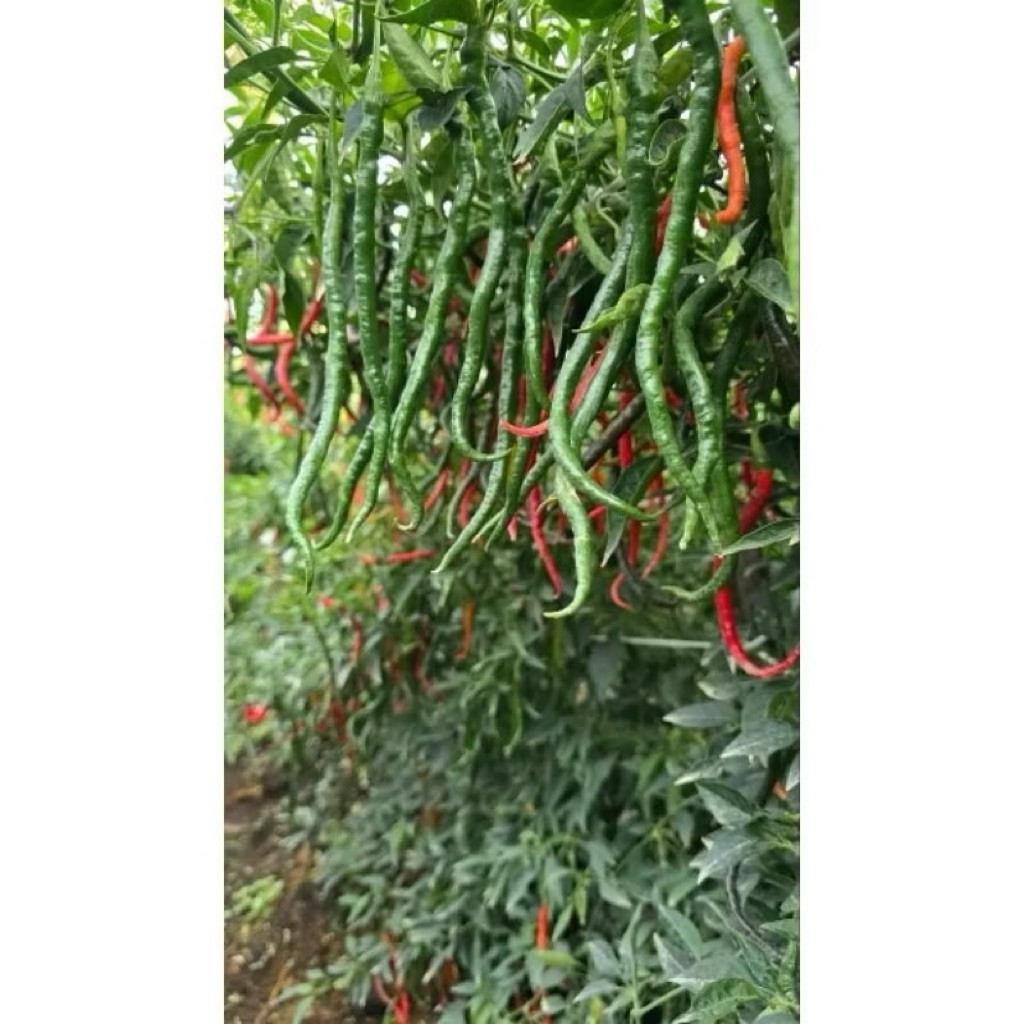 {10 Gram} Benih Cabe Keriting SIBORAS Original