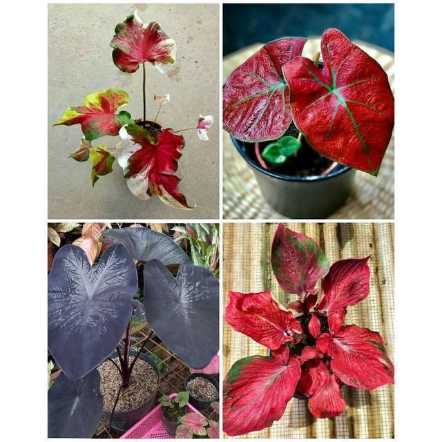 4 paket Bibit umbi caladium Thailand keladi hias