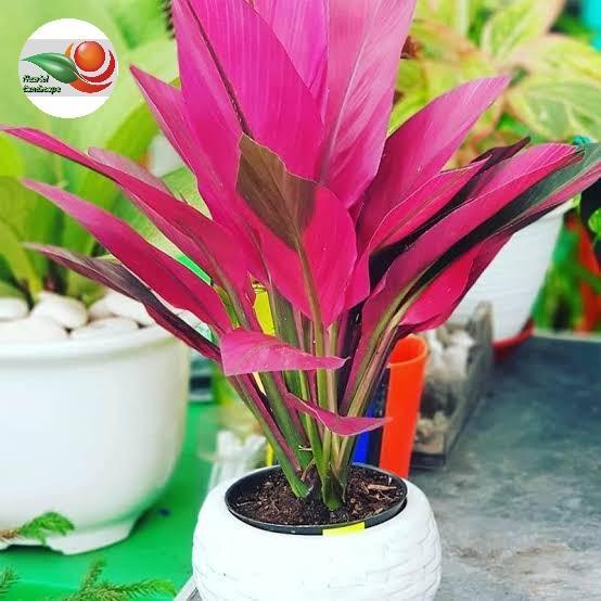 tanaman hias hanjuang merah / tanaman andong merah / pohon andong / pohon hanjuang merah