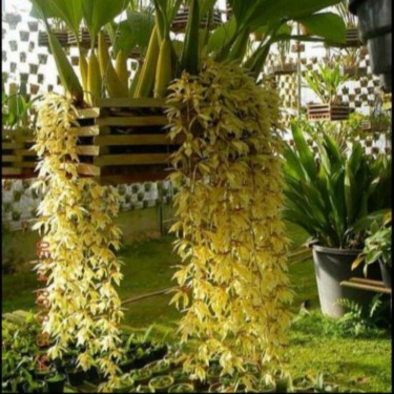 Anggrek Gantung Coelogyne Rochussenii Berbunga Segar