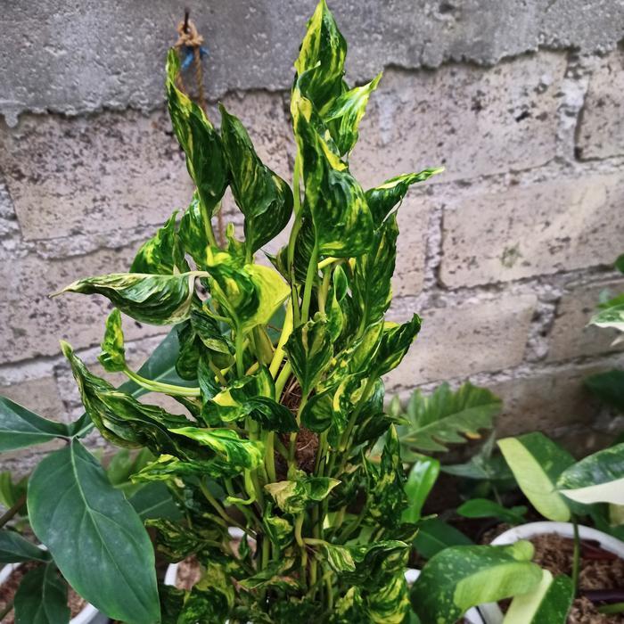 Tanaman hias epipremnum shangrila varigata