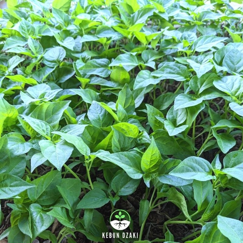 Bibit Cabe Rawit Setan Siap Tanam