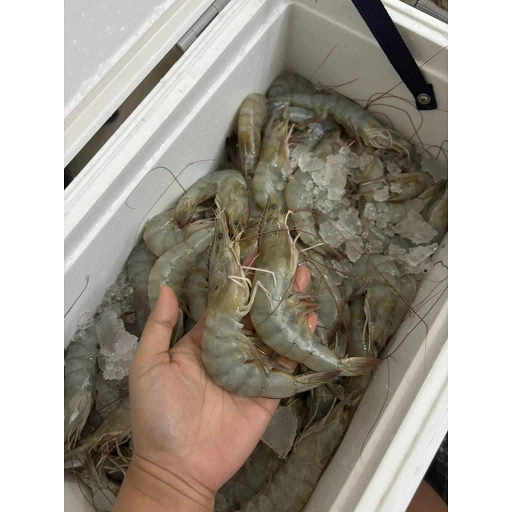 Udang Vaname Segar 1kg Size Jumbo (Isi 30-40) - Udang Fresh Frozen Seafood Premium