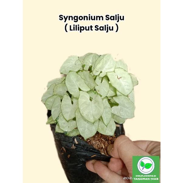 ( BISA COD ) Tanaman Hias Syngonium Putih Salju Mini / Singonium Putih Mini / Bunga Hias Singonium S