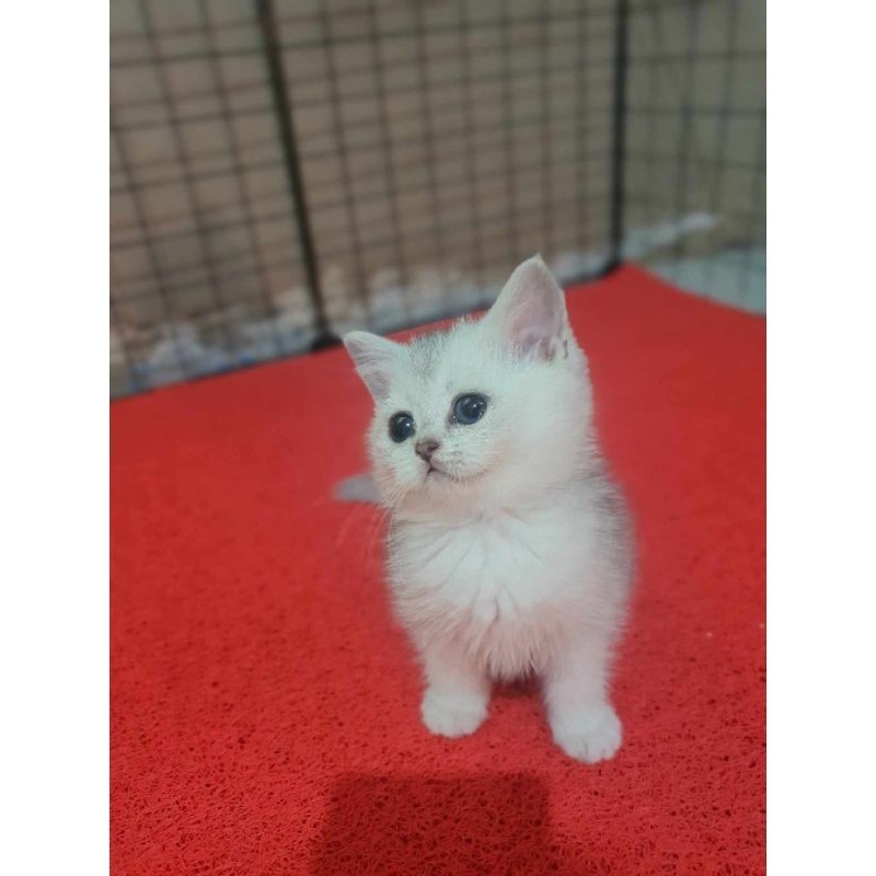 British Shorthair Silver