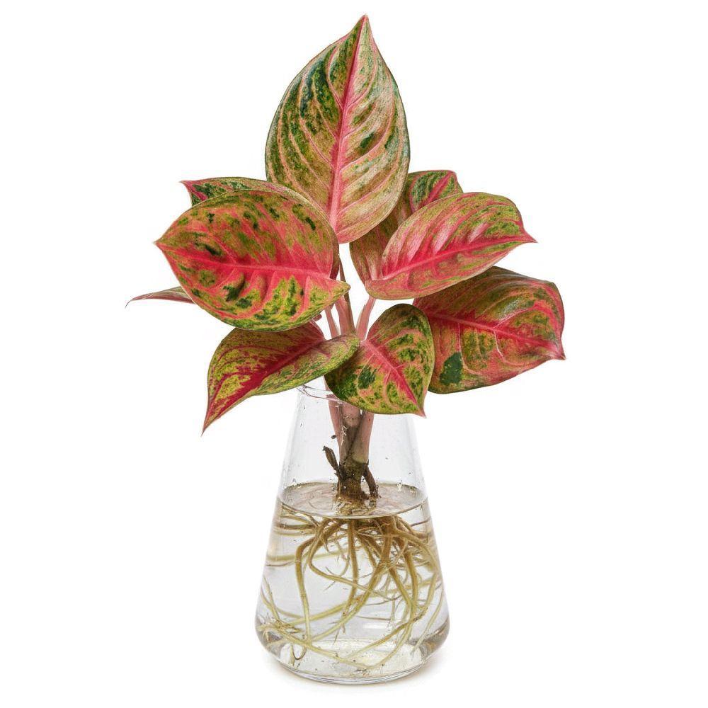 Bonggol Bibit Aglonema Mahameru