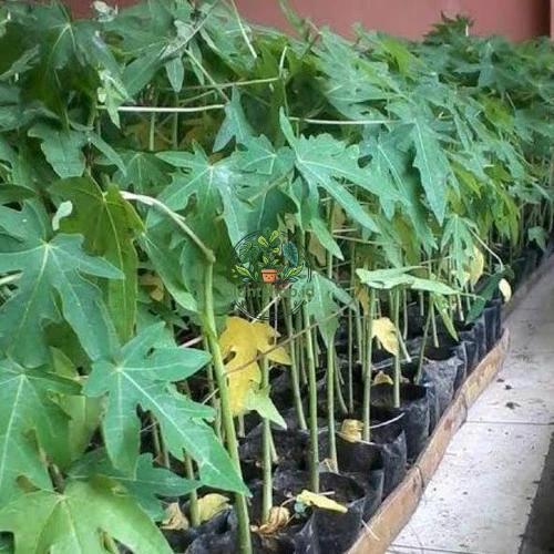 Bibit pepaya taiwan super manis Plantshop id