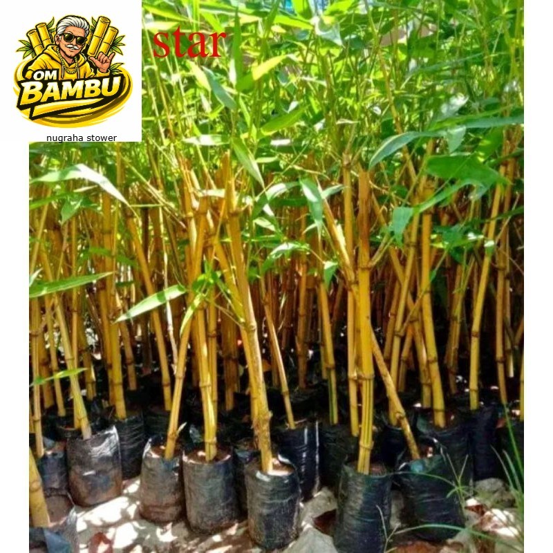 Bibit Bambu Kuning / Ampel Kuning Siap Tanam / Tanaman Hias Bambu Kuning