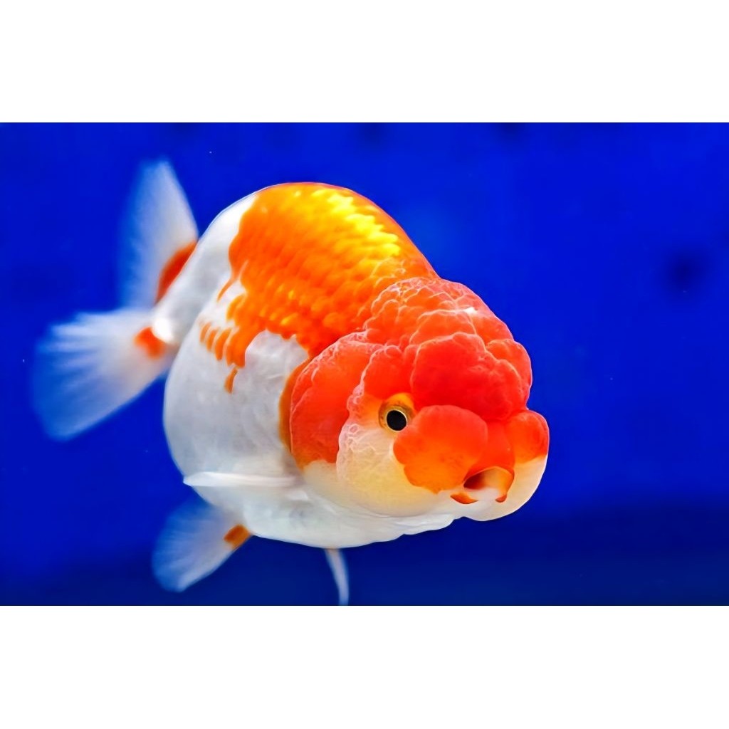 Hiasan rancu Paket ( Isi 2 )Ranchu RW (Red White) Lucu Bahan Jumbo 5-6 cm