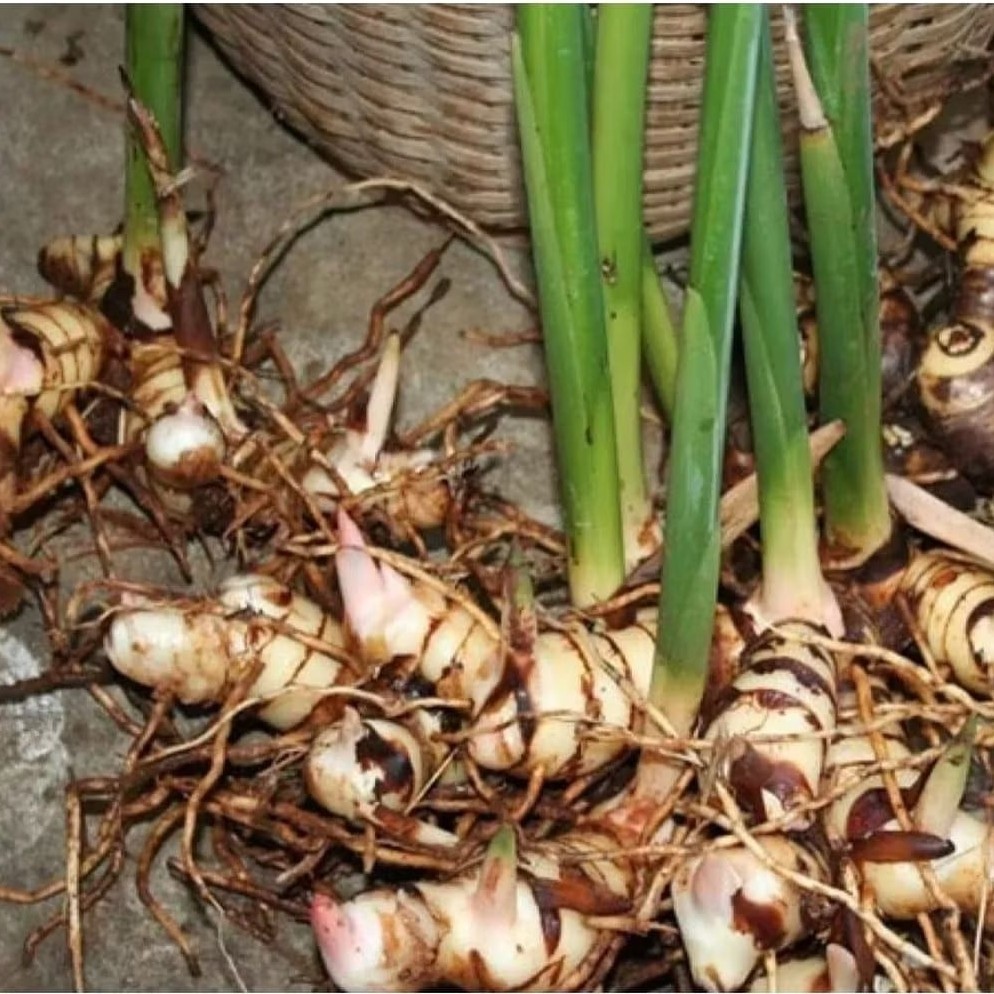Bibit lengkuas / laos putih bibit batang