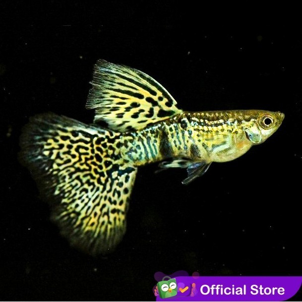 Guppy Yellow Tiger King Cobra YTKC / Ikan Hias Air Tawar