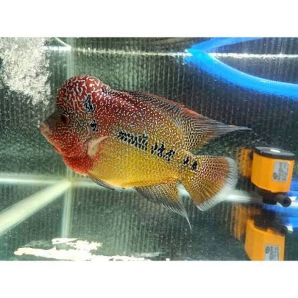 Stock louhan cencu two-tone 3-4 cm lohan kualitas