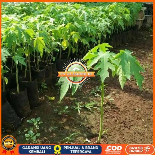 bibit pepaya california madu CV GLAMOUR ID