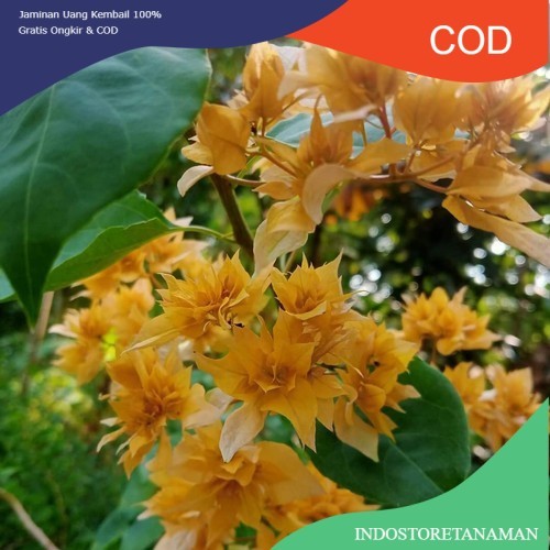 Bougenville Ausy Golden