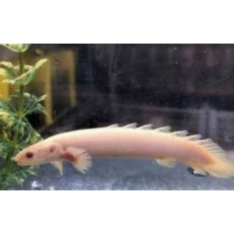 hiasan akuarium palmas albino al 8-10 cm