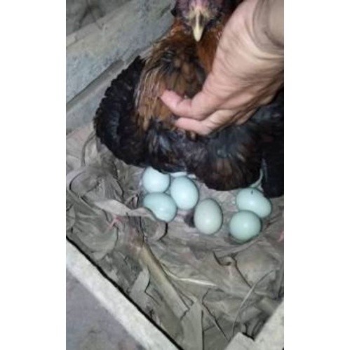 TELUR hijau ayam birma/TELUR AYAM BIRMA MORENA / ayam petarung birma