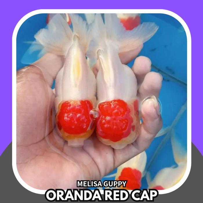 Ikan Hias Mas Koki ORANDA RED CAPE ( SEPASANG) size 8-10 cm IMPORT / ORANDA RED CUP / ORANDA RED CAP