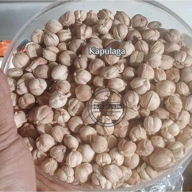 Kapulaga 1kg Kapolaga Kapulaga Jawa