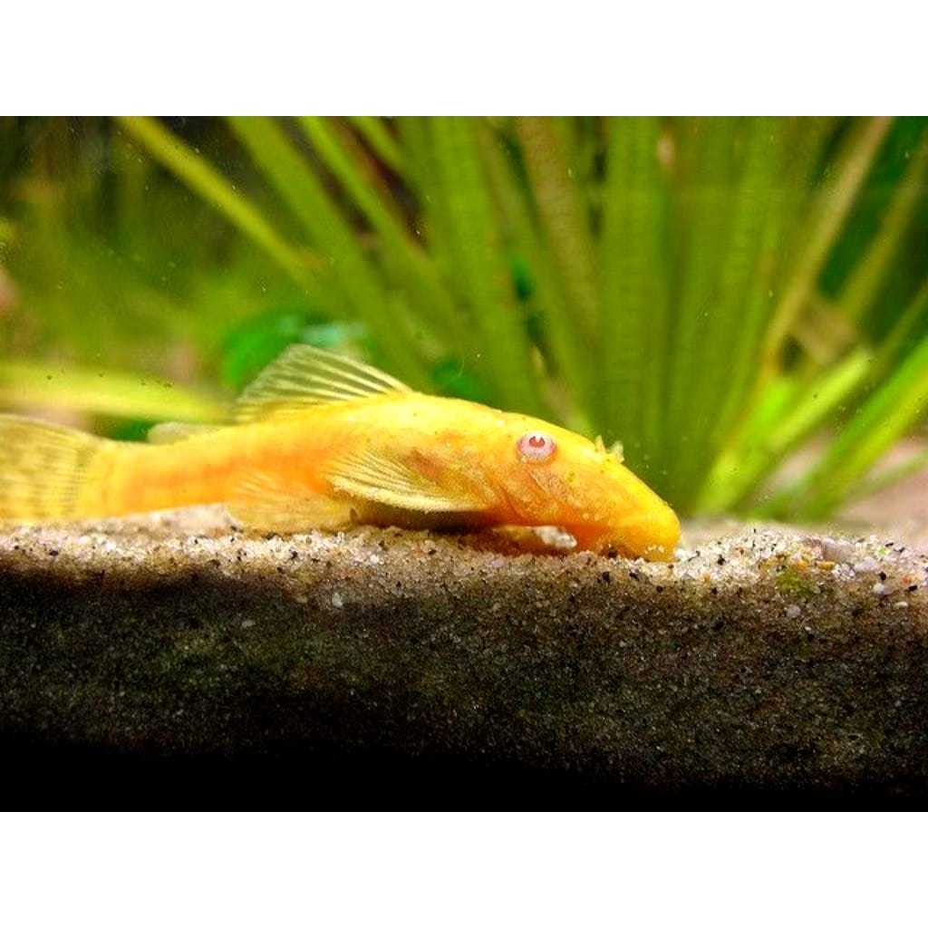 Ikan Pembersih sapu sapu albino aquascape/aquarium 3-8cm
