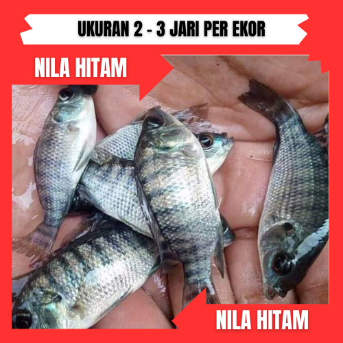 bibit / benih ikan nila Hitam 2  jari per ekor