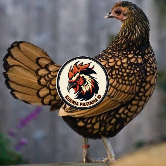 Telur ayam serama / kate batik italy kanada fertil asli siap tetas KURNIA PRATAMA ID