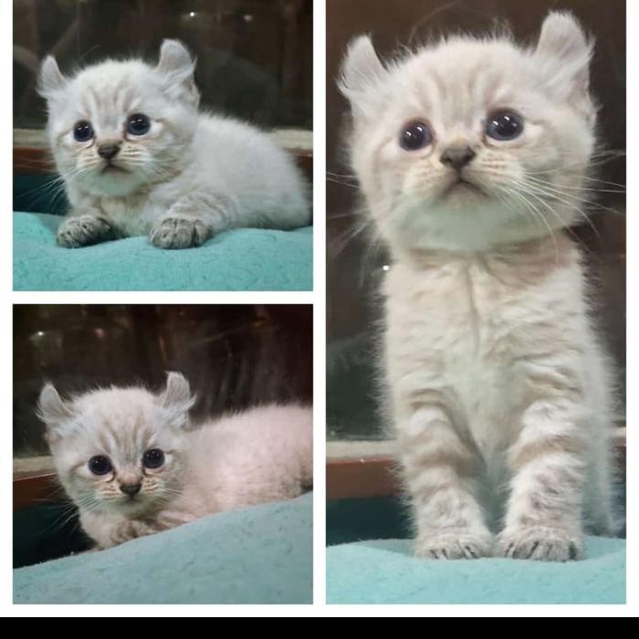 kucing american curl lynx point betina 2,5 bulan blue eye