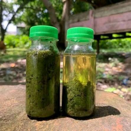 alvino minyak oles alami original