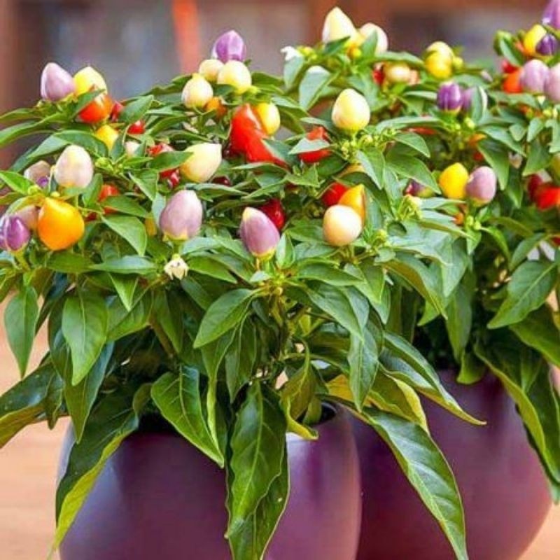 Tanaman Cabe Pelangi Sudah BERBUAH - Cabe Bolivian Rainbow - Cabe Pelangi Berbuah