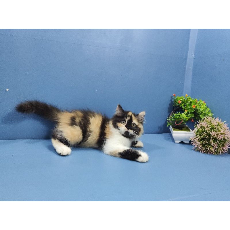 kitten persia longhair bulu kapas