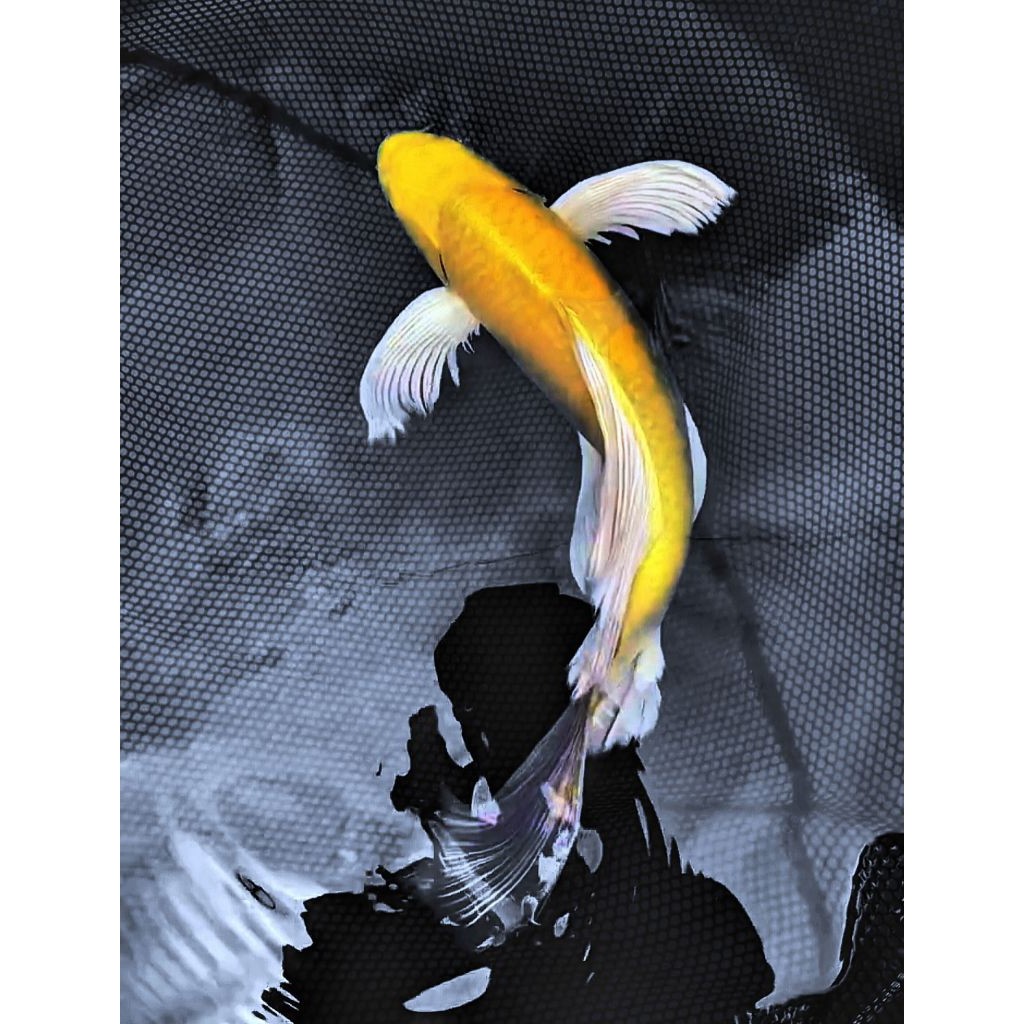 Koi Ogon Slayer Gindrin Kumpay 17-20 cm Perhiasan Aquarium
