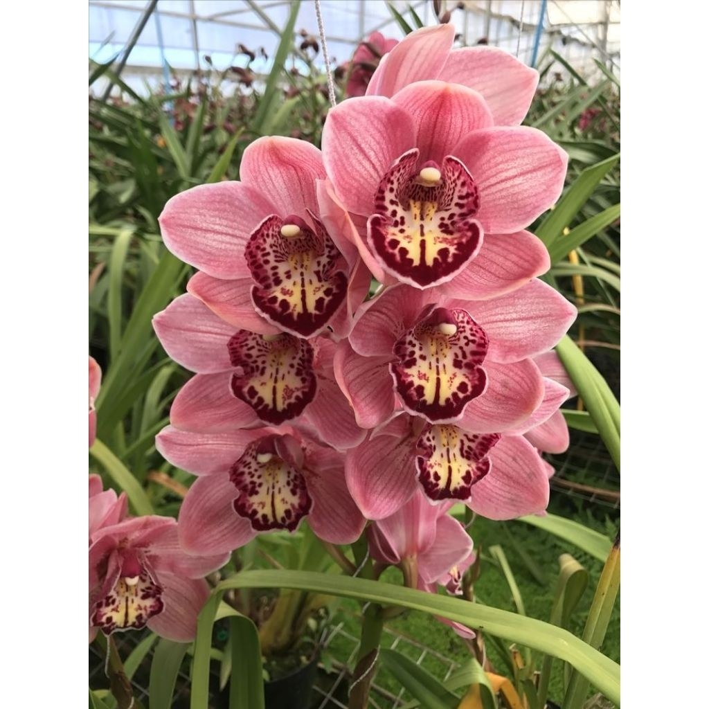 Tanaman Hias Anggrek Tanah Cymbidium - Bibit Tanaman Hias Hidup Sehat Siap Tanam - Bunga Cantik Eleg