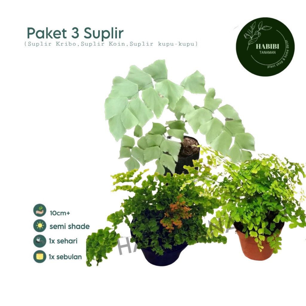 PROMO Paket 3 Tanaman Hias suplir - tanaman hias suplir keribo - suplir - suplir kupu kupu - paket h