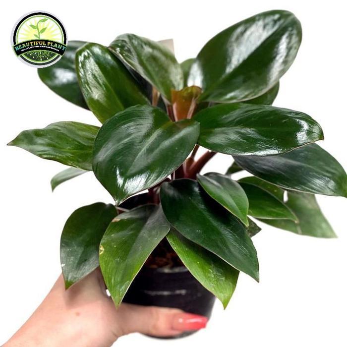 tanaman philodendron red congo - Philodendron red congo indoor