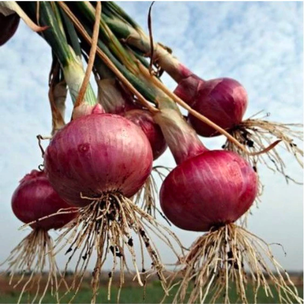 Bawang Merah 35 biji bibit seed Benih Bawang Merah Lokananta Cap Panah Merah - Bibit Tanaman Sayur S