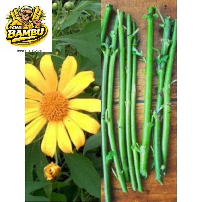 Stek Pohon Insulin, Bibit Pohon Kipahit, Bibit Insulin, Bibit Kipahit, Kipait AM