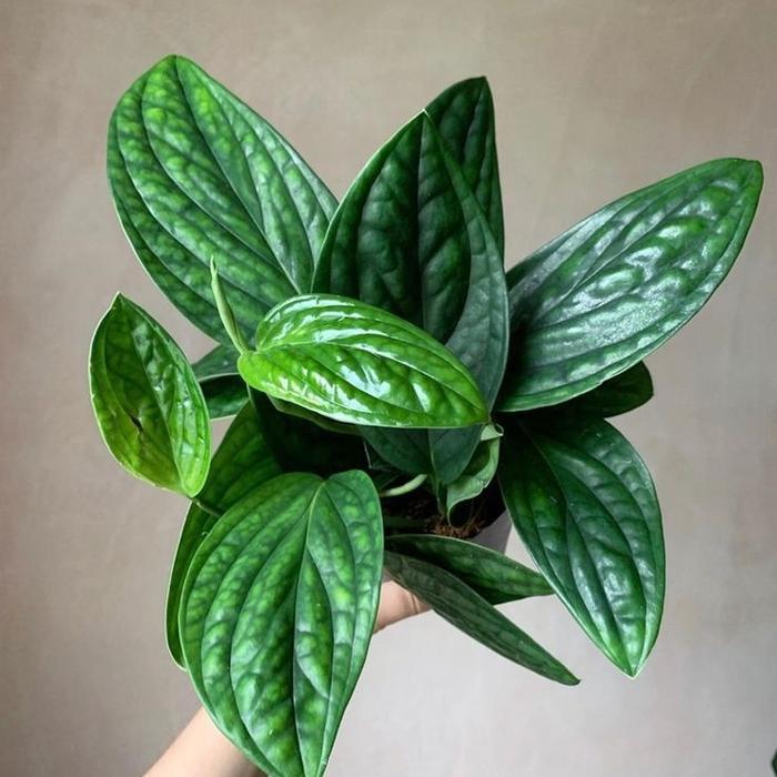 TANAMAN HIAS EPIPREMNUM PINNATUM MARBLE PLANET - SIRIH BADAK INDOOR