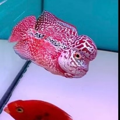 Burayak lohan Louhan lohan Viper Red Kamfa VV Size 3-5 cm