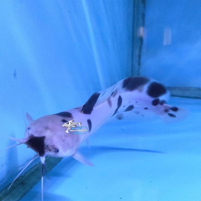 IKAN HIAS LELE BELANG LELE ALBINO ( ISI 4 )  BULE CATFISH