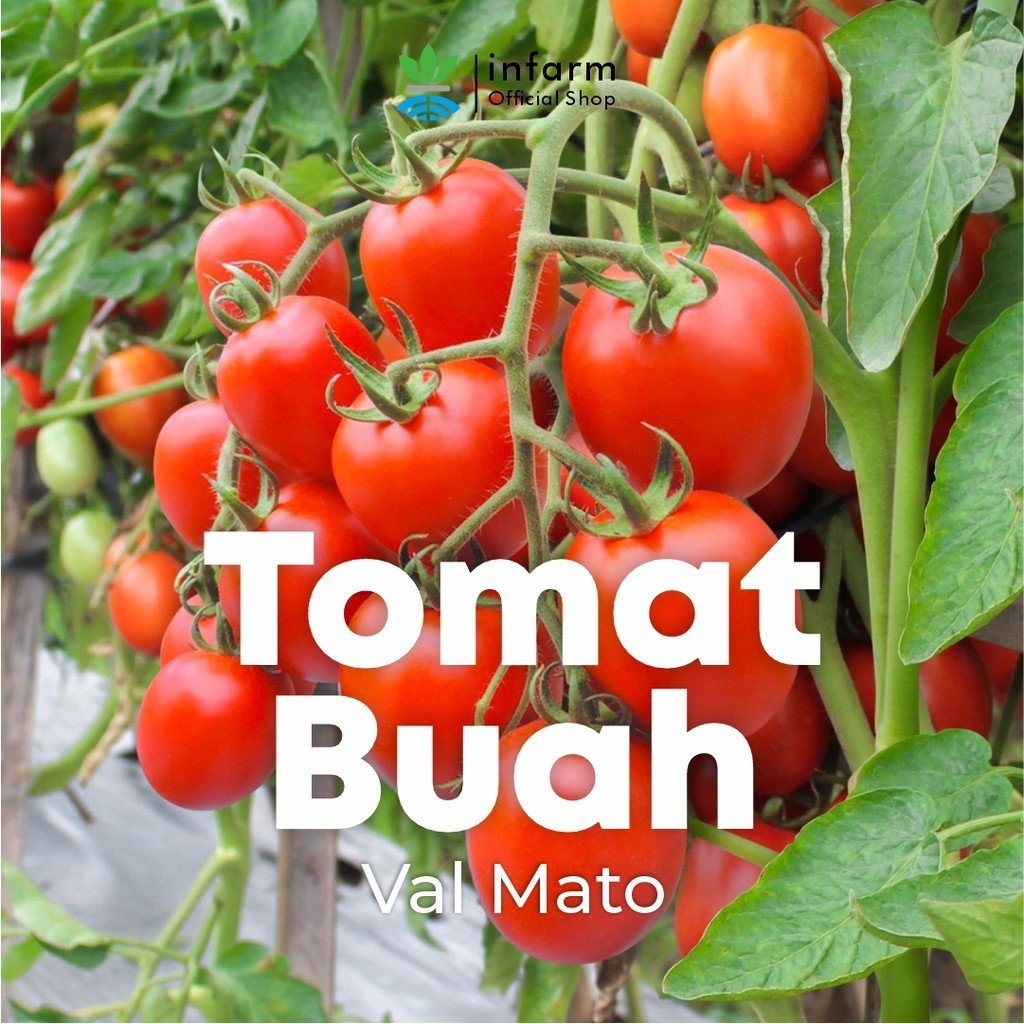 Benih Buah Tomat Valmato  Bibit Biji Tomat Buah Valmato Tomat Buah Manis Premium  - Agrofarm_Supply