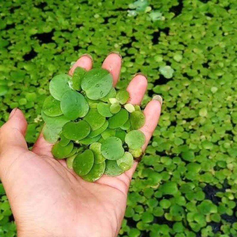 Hiasan aquarium Tanaman Hias Air Aquascape Aquarium - Tanaman Frogbit
