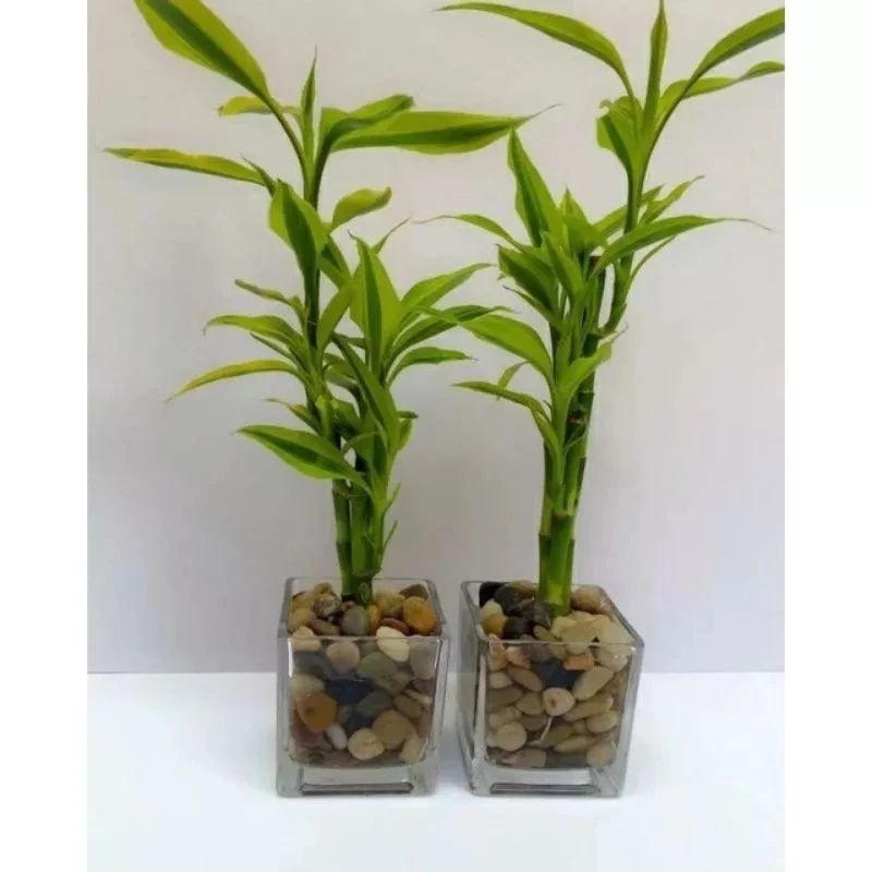 bambu hoxi / Sri rejeki golden variegata / tanaman hias air