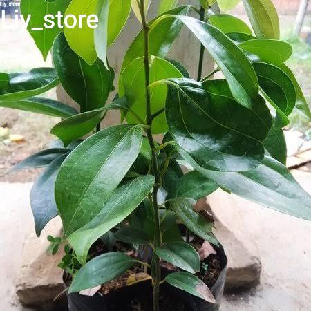 bibit tanaman kayu manis-pohon kayu manis