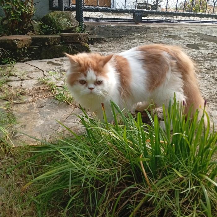 kucing Persia flatnose bigbone