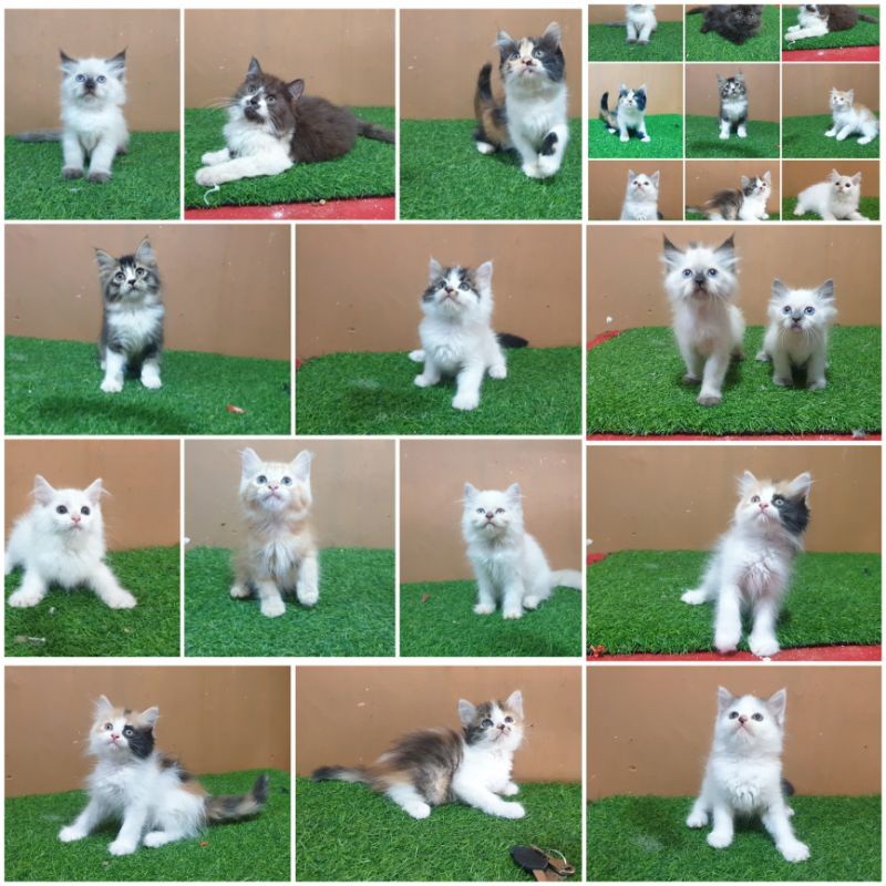 Jual Anakan Kitten Persia 2.5 bulan anakan kucing angora anggora bulu lebat panjang flatbose medium 