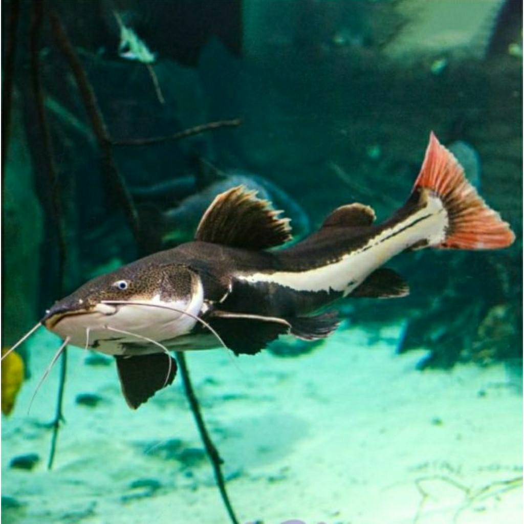 Hiasan Aquarium Baby RTC / Rtc / Pelengkap Aquarium Red Tail Cat Fish / Hiasan Aquascape bisa COD be