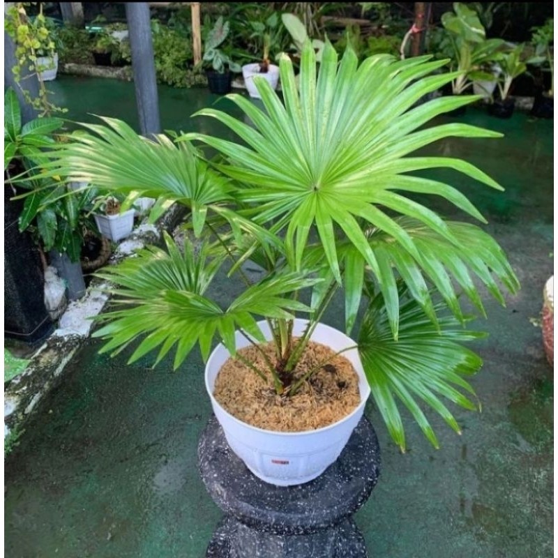 TANAMAN HIAS NUSANTARA Tanaman Hias Palem Sadeng + Kipas Segar Besar