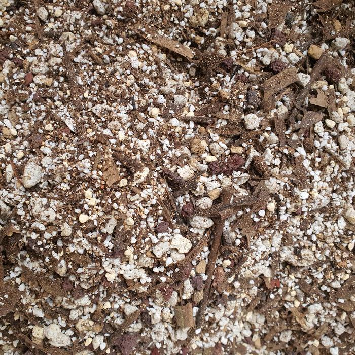 READY substrate kaktus gymnocalycium premium untuk kaktus gymnocalycium