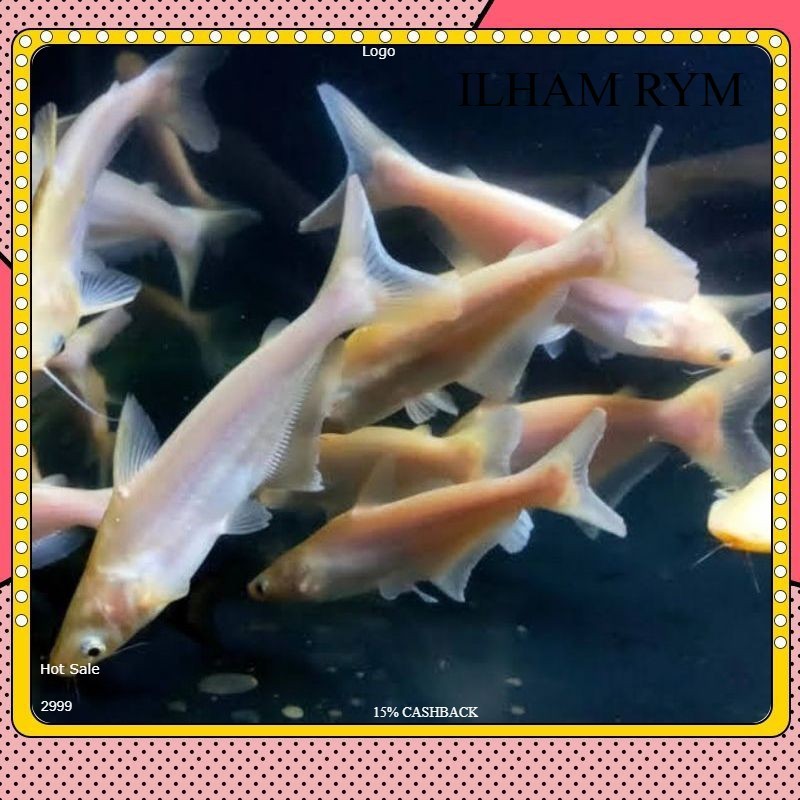 Big sale bibit ikan patin albino  big sale
